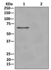 Immunoprecipitation - Anti-PAIP1 antibody [EPR13258(B)] (AB175211)