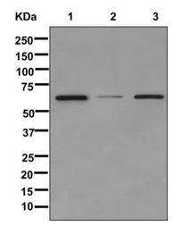 Western blot - Anti-PAIP1 antibody [EPR13258(B)] (AB175211)
