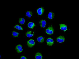 Immunocytochemistry/ Immunofluorescence - Anti-PAIP1 antibody [EPR13259] - BSA and Azide free (AB250487)