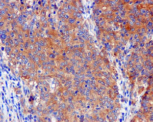 Immunohistochemistry (Formalin/PFA-fixed paraffin-embedded sections) - Anti-PAIP1 antibody [EPR13259] - BSA and Azide free (AB250487)