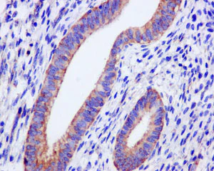 Immunohistochemistry (Formalin/PFA-fixed paraffin-embedded sections) - Anti-PAIP1 antibody [EPR13259] - BSA and Azide free (AB250487)