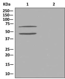 Immunoprecipitation - Anti-PAIP1 antibody [EPR13259] - BSA and Azide free (AB250487)