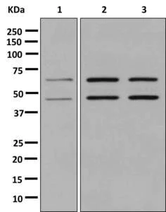 Western blot - Anti-PAIP1 antibody [EPR13259] - BSA and Azide free (AB250487)