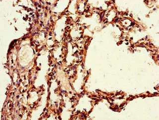 Immunohistochemistry (Formalin/PFA-fixed paraffin-embedded sections) - Anti-PAIP2 antibody (AB237803)