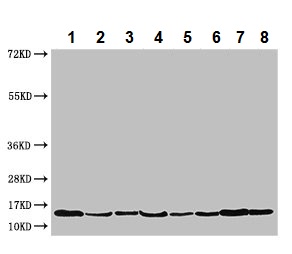 Western blot - Anti-PAIP2 antibody (AB237803), expandable thumbnail
