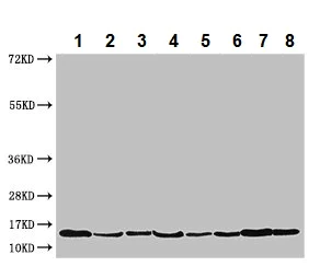 Western blot - Anti-PAIP2 antibody (AB237803)