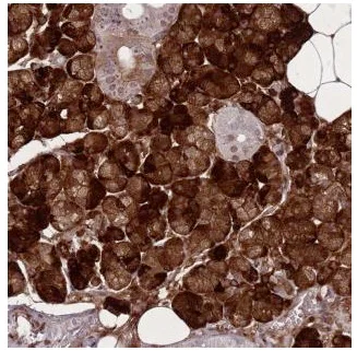 Immunohistochemistry (Formalin/PFA-fixed paraffin-embedded sections) - Anti-PAIP2B antibody (AB184774)