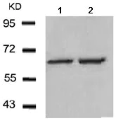 Western blot - Anti-PAK1 antibody (AB131522)