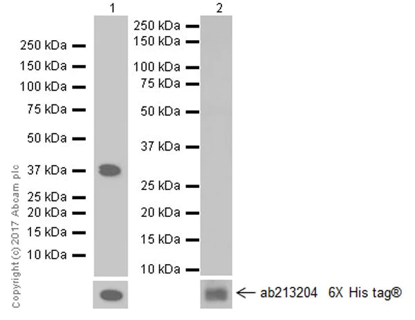 Western blot - Anti-PAK1 antibody [EPR20048] (AB223849)