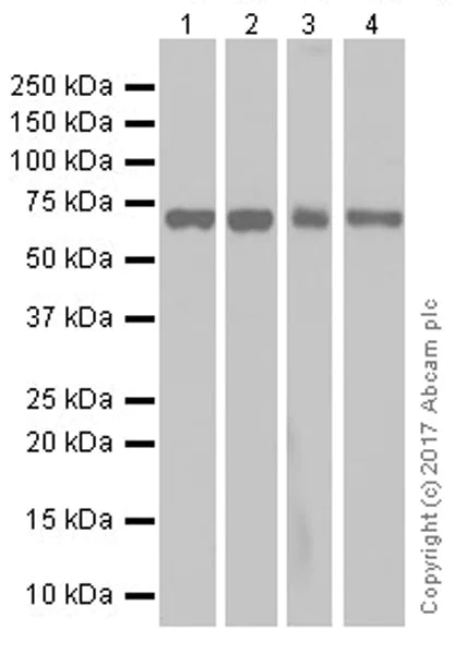 Western blot - Anti-PAK1 antibody [EPR20048] (AB223849)
