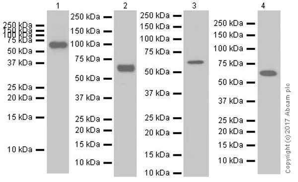 Western blot - Anti-PAK1 antibody [EPR20048] (AB223849)