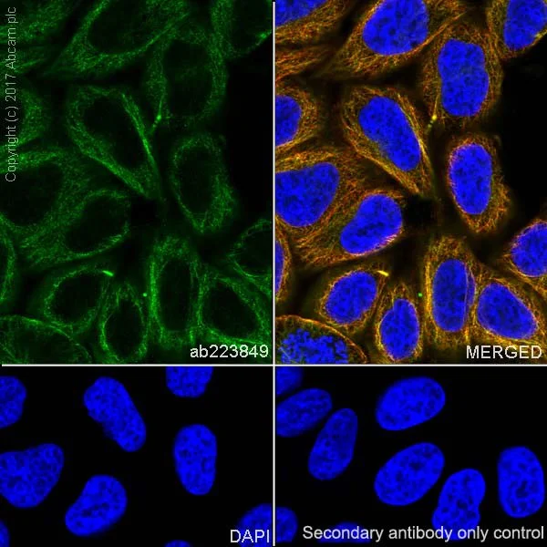 Immunocytochemistry/ Immunofluorescence - Anti-PAK1 antibody [EPR20048] - BSA and Azide free (AB242421)