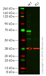 Western blot - Anti-PAK1 antibody [EPR20048] - BSA and Azide free (AB242421)