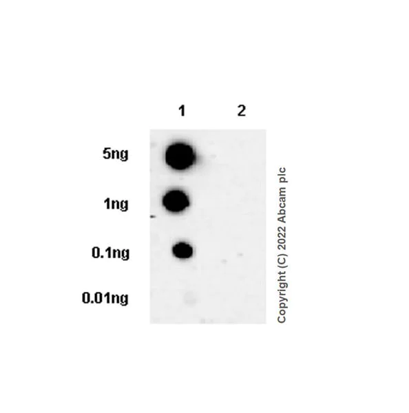 Dot Blot - Anti-PAK1 antibody [EPR26067-45] (AB302506)