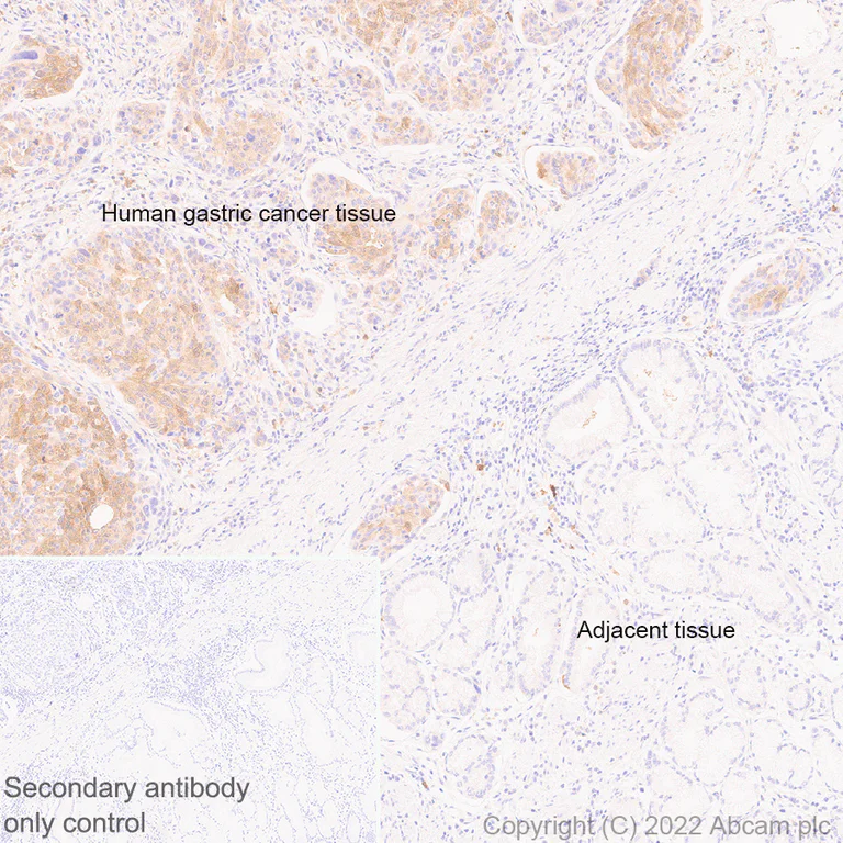 Immunohistochemistry (Formalin/PFA-fixed paraffin-embedded sections) - Anti-PAK1 antibody [EPR26067-45] (AB302506)