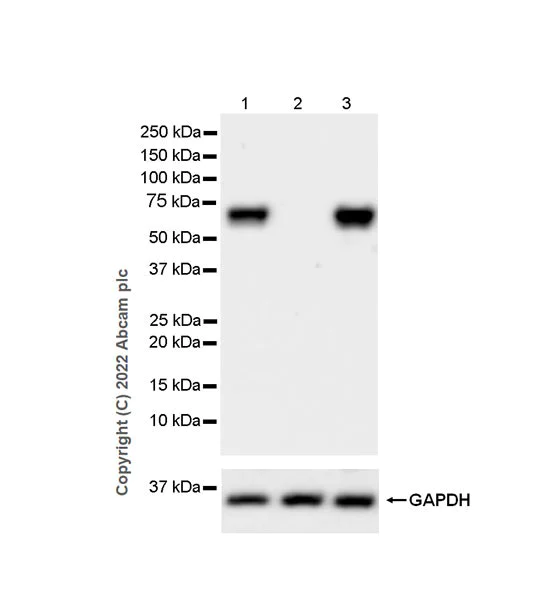 Western blot - Anti-PAK1 antibody [EPR26067-45] (AB302506)