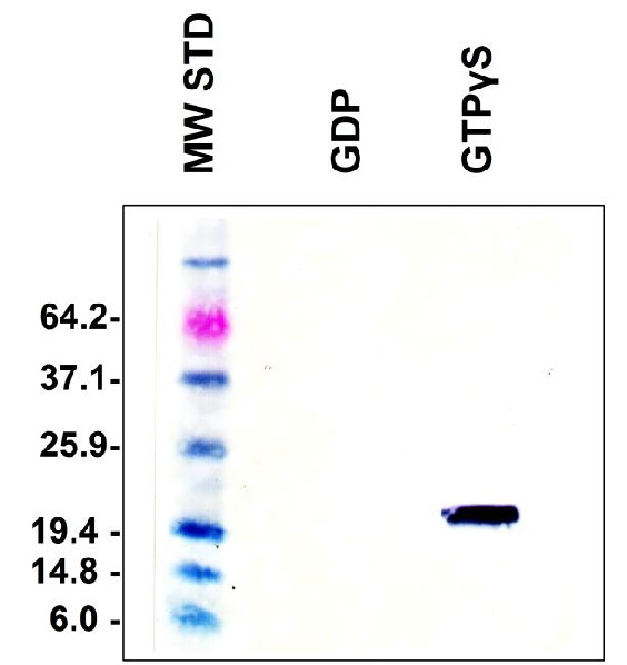 Functional Studies - PAK1 PBD Agarose Beads (AB211177), expandable thumbnail
