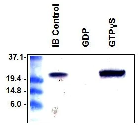 Functional Studies - PAK1 PBD Agarose Beads (AB211177)