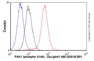 Flow Cytometry (Intracellular) - Anti-PAK1 (phospho S144) + PAK2 (phospho S141) + PAK3 (phospho S154) antibody [EP656Y] (AB40795)