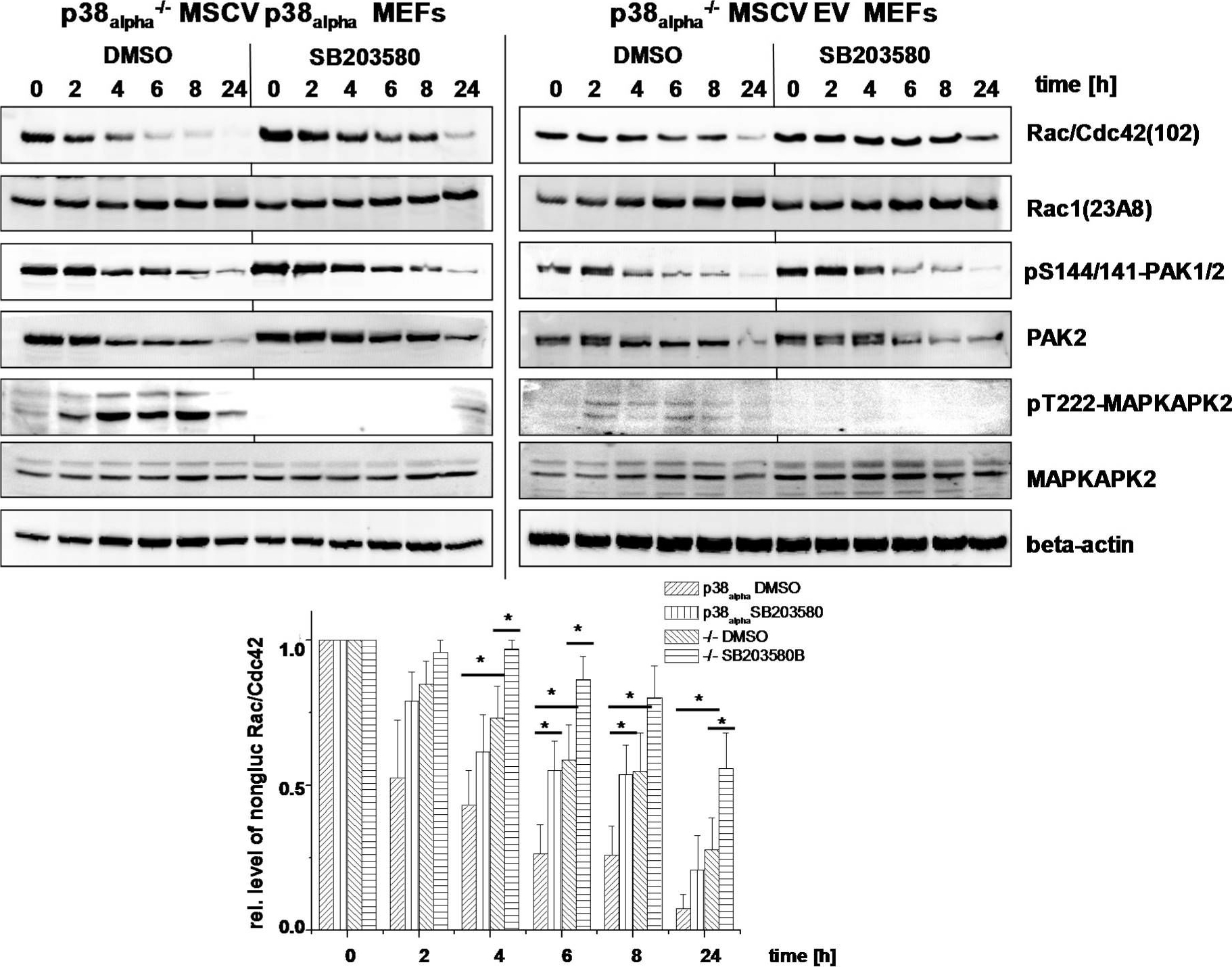 Western blot - Anti-PAK1 (phospho S144) + PAK2 (phospho S141) + PAK3 (phospho S154) antibody [EP656Y] (ab40795), expandable thumbnail