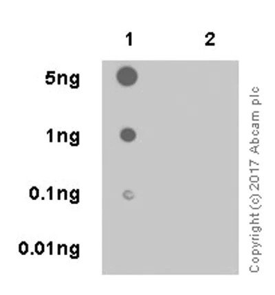 Dot Blot - Anti-PAK1 (phospho T212) antibody [EPR20045] (AB223852)