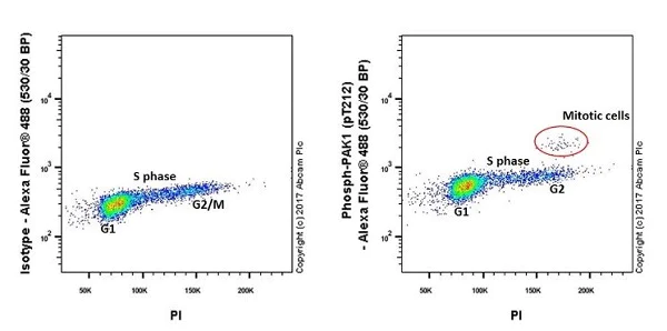 Flow Cytometry (Intracellular) - Anti-PAK1 (phospho T212) antibody [EPR20045] - BSA and Azide free (AB235116)