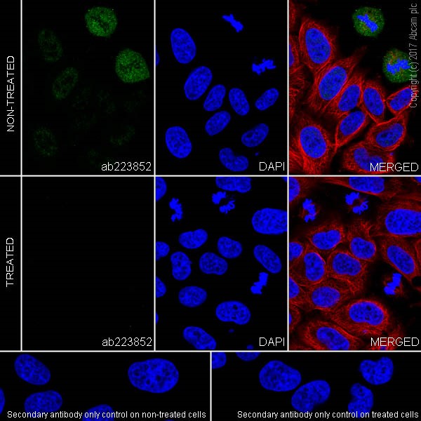Immunocytochemistry/ Immunofluorescence - Anti-PAK1 (phospho T212) antibody [EPR20045] - BSA and Azide free (AB235116)