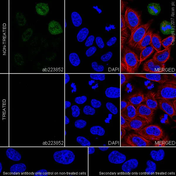 Immunocytochemistry/ Immunofluorescence - Anti-PAK1 (phospho T212) antibody [EPR20045] - BSA and Azide free (AB235116)