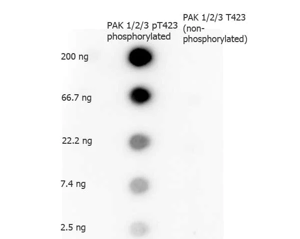 Dot Blot - Anti-PAK1 (phospho T423) + PAK2 (phospho T402) + PAK3 (phospho T436) antibody (AB2477)