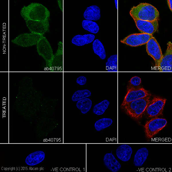 Immunocytochemistry/ Immunofluorescence - Anti-PAK1+PAK2+PAK3 (phospho S141 + S144 + S154) antibody [EP656Y] - BSA and Azide free (AB239830)