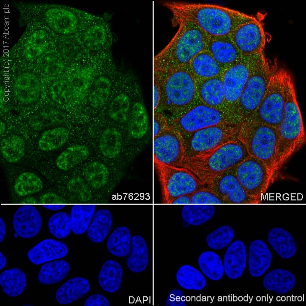 Immunocytochemistry/ Immunofluorescence - Anti-PAK2 antibody [EP796Y] (AB76293), expandable thumbnail