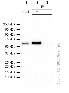 Immunoprecipitation - Anti-PAK2 antibody [EP796Y] (AB76293), expandable thumbnail