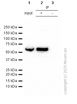 Immunoprecipitation - Anti-PAK2 antibody [EP796Y] (AB76293), expandable thumbnail