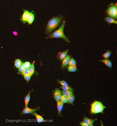 Immunocytochemistry/ Immunofluorescence - Anti-PAK2 antibody [EP796Y] - BSA and Azide free (AB227990)