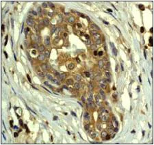 Immunohistochemistry (Formalin/PFA-fixed paraffin-embedded sections) - Anti-PAK2 antibody [EP796Y] - BSA and Azide free (AB227990)