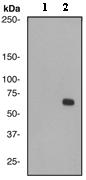 Western blot - Anti-PAK2 (phospho S20) antibody [EPR658(2)] (AB76419)