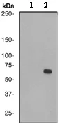 Western blot - Anti-PAK2 (phospho S20) antibody [EPR658(2)] - BSA and Azide free (AB247470)