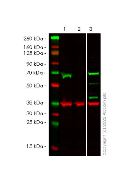 Western blot - Anti-PAK4 antibody [EPR25195-73] (AB300503)