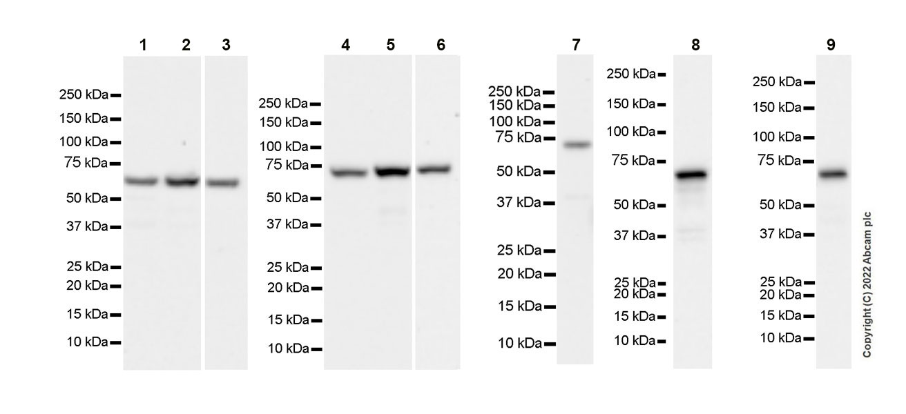 Western blot - Anti-PAK4 antibody [EPR25195-73] (AB300503), expandable thumbnail