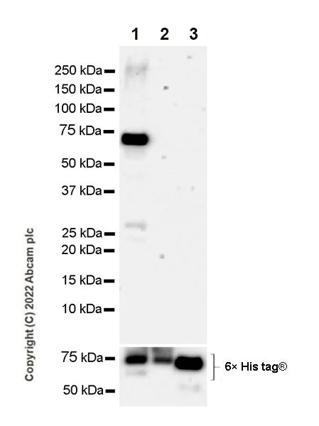 Western blot - Anti-PAK4 antibody [EPR25195-73] (AB300503)