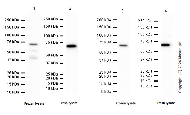 Western blot - Anti-PAK4 antibody [EPR25195-73] (AB300503), expandable thumbnail