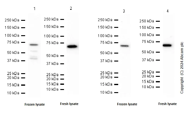Western blot - Anti-PAK4 antibody [EPR25195-73] (AB300503)