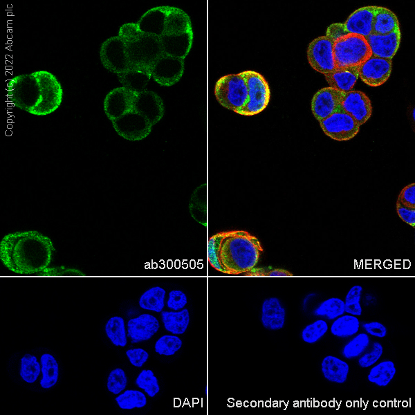 Immunocytochemistry/ Immunofluorescence - Anti-PAK4 antibody [EPR25195-94] (AB300505)