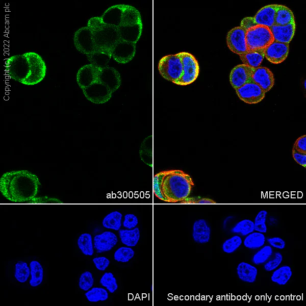 Immunocytochemistry/ Immunofluorescence - Anti-PAK4 antibody [EPR25195-94] (BSA and Azide free) (AB300506)