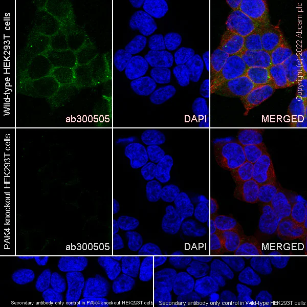Immunocytochemistry/ Immunofluorescence - Anti-PAK4 antibody [EPR25195-94] (BSA and Azide free) (AB300506)
