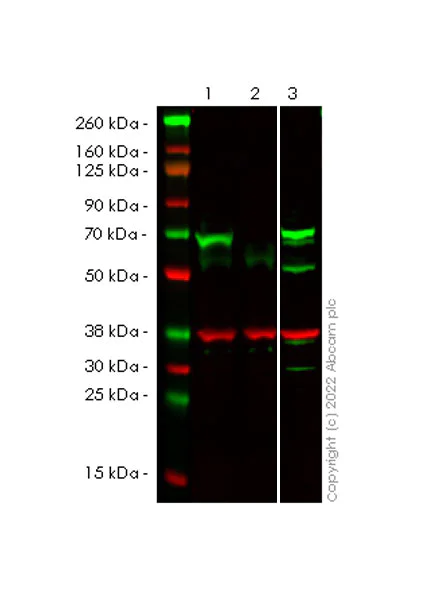 Western blot - Anti-PAK4 antibody [EPR25195-94] (BSA and Azide free) (AB300506)