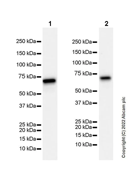 Western blot - Anti-PAK4 antibody [EPR25195-94] (BSA and Azide free) (AB300506)