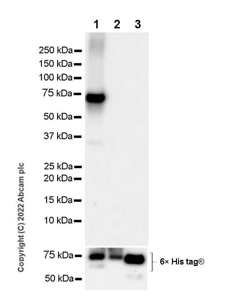 Western blot - Anti-PAK4 antibody [EPR25195-94] (BSA and Azide free) (AB300506)