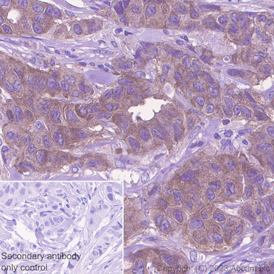 Immunohistochemistry (Formalin/PFA-fixed paraffin-embedded sections) - Anti-PAK4 antibody [EPR28630-82] - BSA and Azide free (ab314766), expandable thumbnail