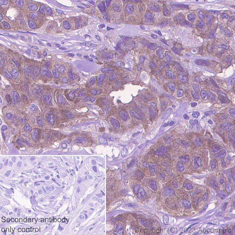 Immunohistochemistry (Formalin/PFA-fixed paraffin-embedded sections) - Anti-PAK4 antibody [EPR28630-82] - BSA and Azide free (AB314766)